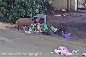 Viterbo - Cinghiali in via Alcide De Gasperi