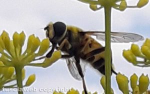 Viterbo - Un’ape su un fiore di finocchio