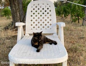 Il gatto di Francesco Iacarelli