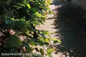 Viterbo - Incuria lungo il marciapiede di viale Trieste