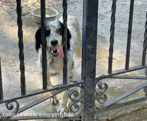 Cane ritrovato su strada Sammartinese