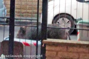 Viterbo - Un cinghiale davanti a un'abitazione in via dei Monti Cimini