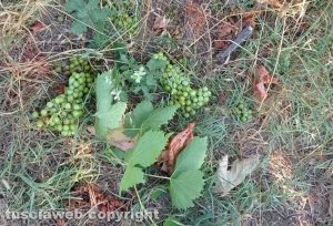 Gradoli - Grappoli d’uva a terra