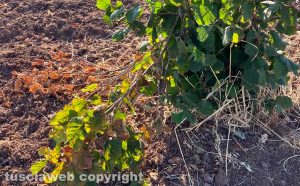 Cellere - Ettari di nocchieti rovinati dai cinghiali