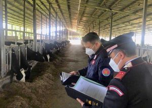 Carabinieri - Controlli negli allevamenti