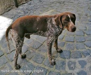 Soriano nel Cimino - Il bracco Jack