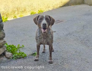 Soriano nel Cimino - Il bracco Jack