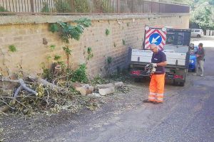 Viterbo - La rimozione dell'albero a San Martino al Cimino