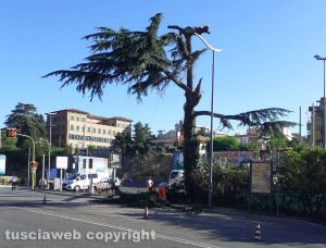 Viterbo - L'albero in viale Capocci