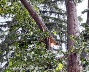 Tronco di albero staccato dal vento in via Lorenzo da Viterbo