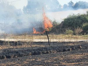 Vasto incendio in località San Savino tra Marta e Tuscania