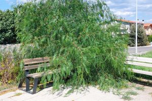 Montalto di Castro - Incuria nei giardini pubblici di Pescia Romana