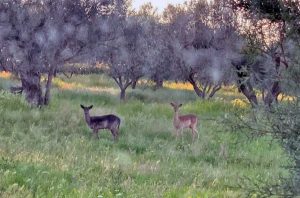 Montefiascone - I daini selvatici in località "Belvedere"