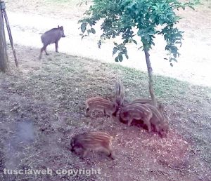 Viterbo - Cinghiali in un giardino alla Palanzana