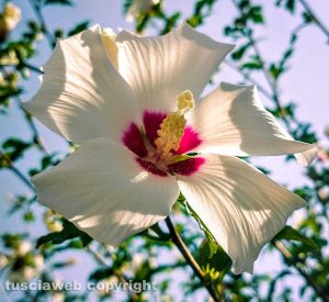 Fiore di ibisco