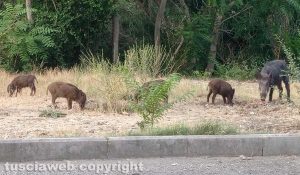 Viterbo - Cinghiali in via Belluno