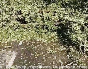 Ronciglione - Alberi caduti sulla sp Valle di Vico
