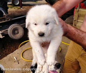 Cucciolo in cerca di adozione