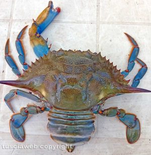 Granchio blu