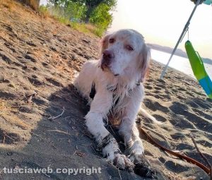 Montefiascone - Il cane Kuba