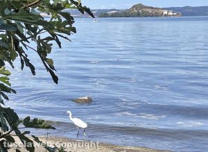 Montefiascone - Una garzetta sulle rive del lago di Bolsena