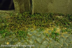 Viterbo - Incuria lungo via Cieca