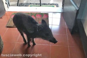 Viterbo - Un cinghiale entrato in una casa