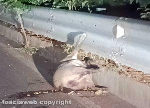 Viterbo - Cinghiale morto sul semianello