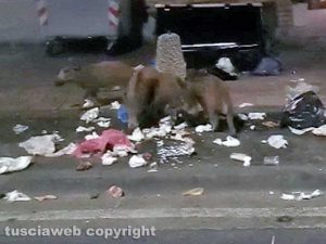 Cinghiali in via Belluno e via dei Monti Cimini