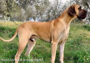 Viterbo - Aragon si è smarrito