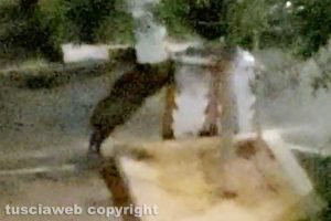 Viterbo - Via Genova - Un cinghiale butta giù i cassonetti