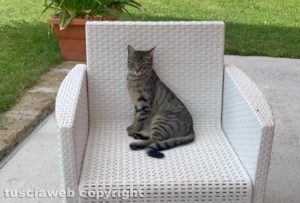 La gattina di Luca Castra scomparsa