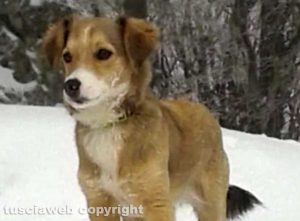 Lappa la cagnolina scomparsa