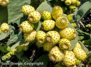 Fichi d'India