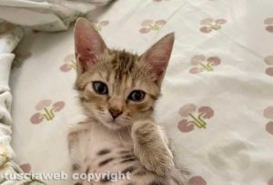 Viterbo - La gattina smarrita Coco