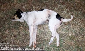 Soriano nel Cimino - Il cane investito a Sant'Eutizio