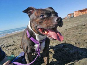 Cane al mare