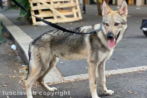 Viterbo - Il cane smarrito
