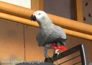 Il pappagallo Cenerino smarrito di Claudio Cimminiello