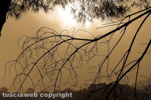 Nebbia estiva