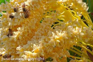 Fiore di palma con api