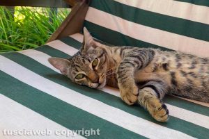 Il gatto di Francesco Iacarelli