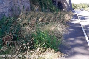 Viterbo - Erbacce lungo il marciapiede incompiuto di Ponte dell'Elce