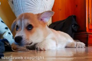 Il cagnolino Parsifal