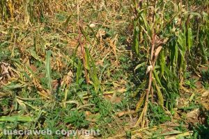 Un campo distrutto dai cinghiali