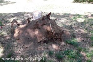 Viterbo - Il tronco al parco della Quercia