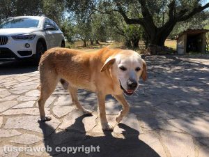 Tuscania - Il labrador Vasco smarrito