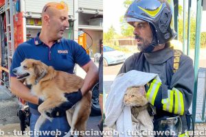 Villanova - Il cane e il gatto salvati