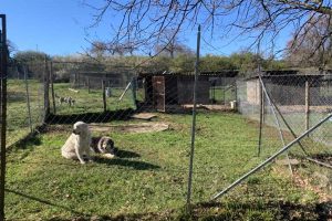Viterbo - Il canile di Bagnaia