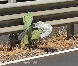 Viterbo - Fichi d'India nello spartitraffico della circonvallazione Almirante